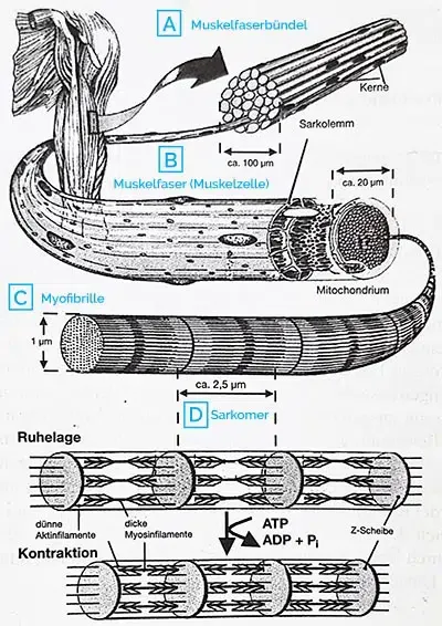 Aufbau der Skelettmuskulatur
