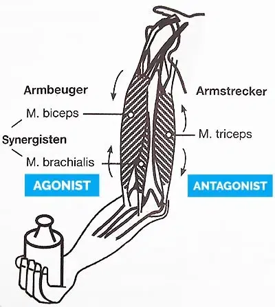 beuger und strecker