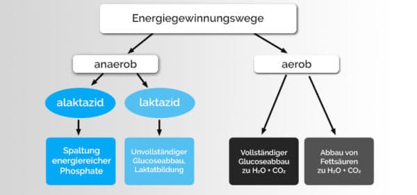 Energiegewinnung In Der Muskelzelle Energiegewinnung der Muskelzelle - DaheimTrainer