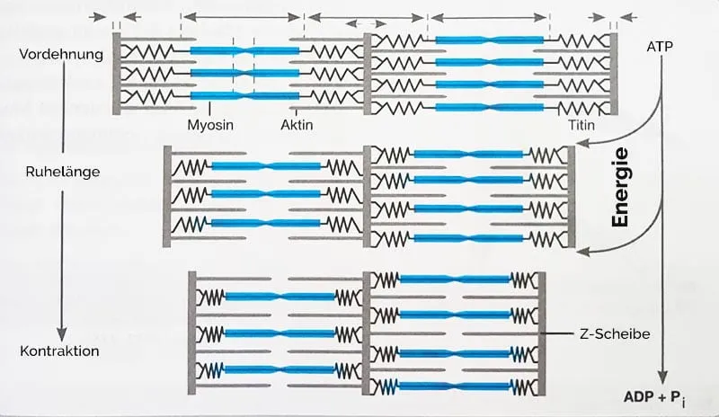 gleittheorie der muskelkontratkion