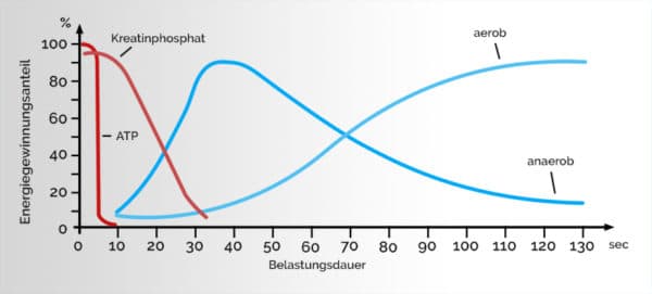 Energiegewinnung der Muskelzelle - DaheimTrainer